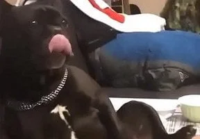 Mi novio y mi perro me follan - TopRelatos